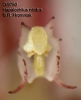 Hapalochilus nitidus  (11)